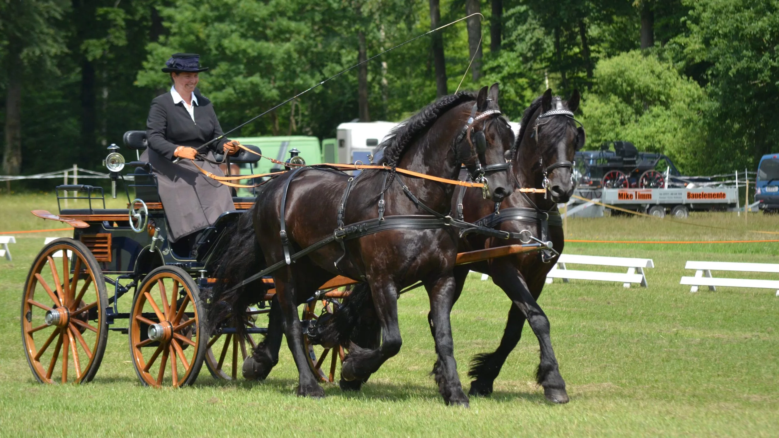 Stunning Horses In Traditional Trade Vehicles